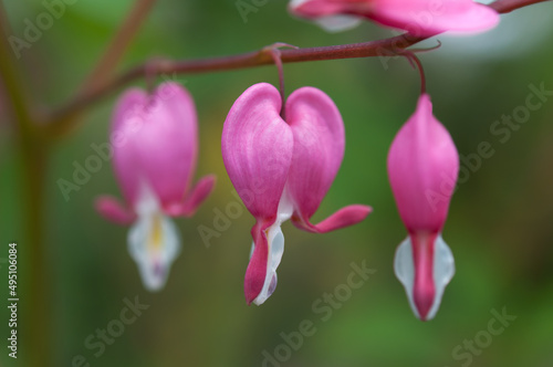 Lamprocapnos spectabilis (bleeding hearts) syn. Dicentra spectabilis on a green-brown background