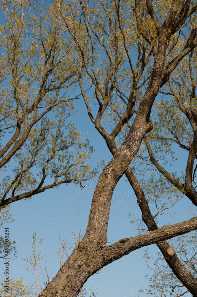 willow trees and blue sky