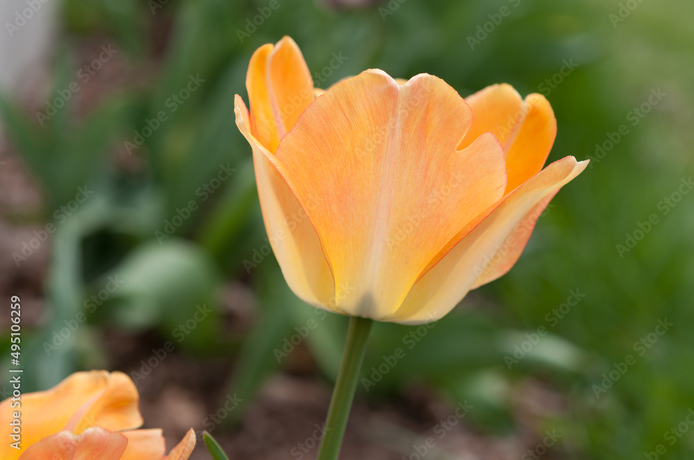 yellow orange tulip blossom in a garden