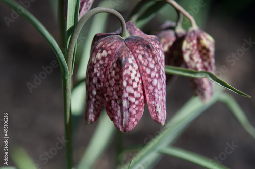 Fritillaria meleagris (checkered lily) close up