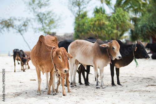 Zanzibar City  Tanzania-January 02 2019  Cows from local farms roam the beaches of Zanzibar Island freely.