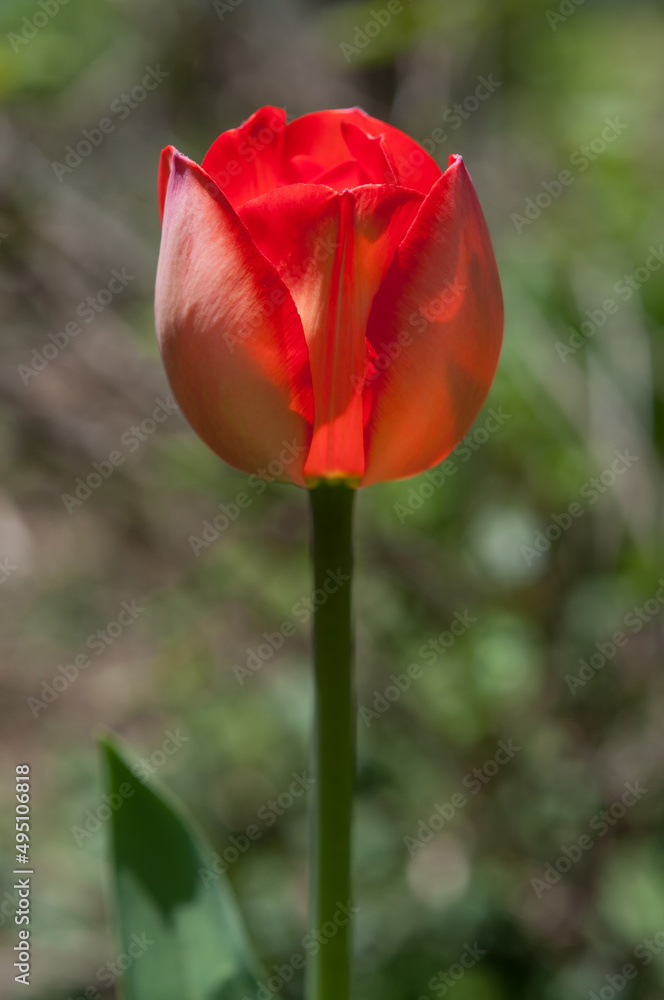 isolated tulip in the sun isolated tulip in the sun