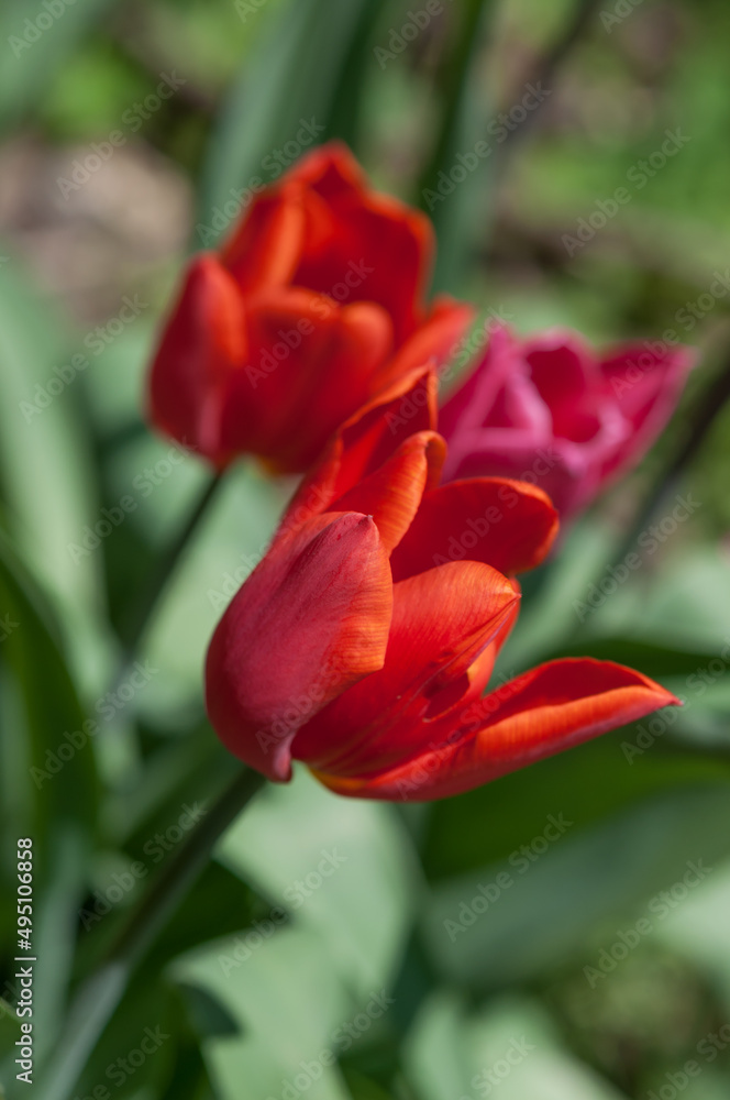 Fototapeta premium tulips in the garden