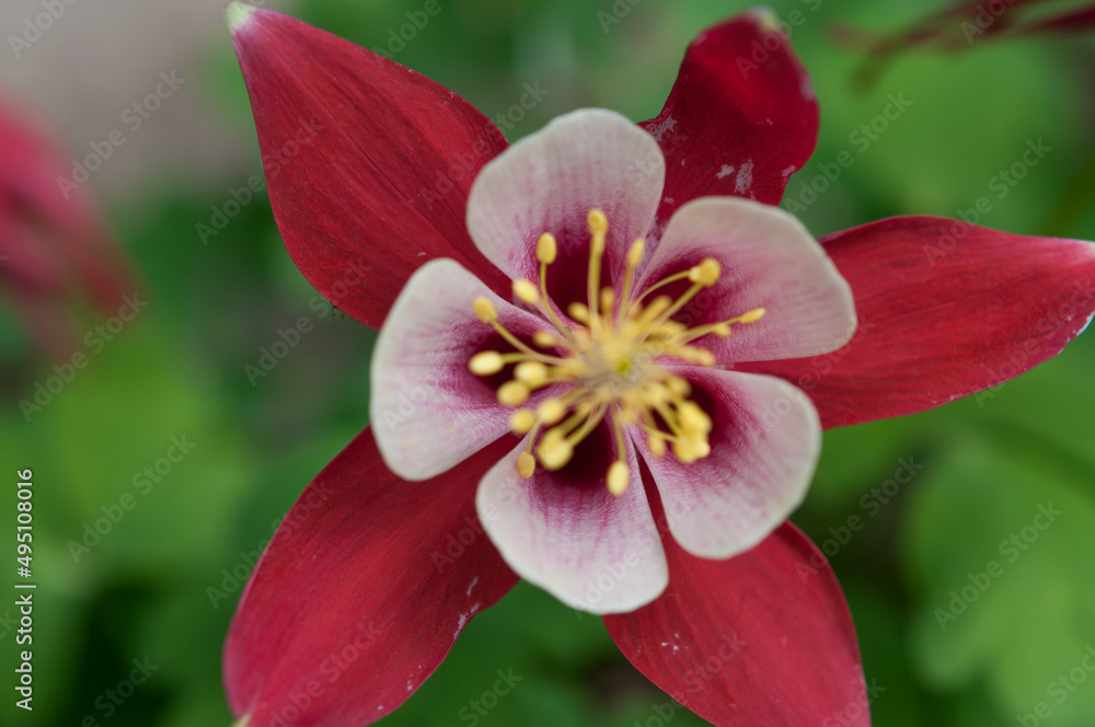 fancy Aquilegia (granny's bonnet, columbine) blossom in red and pink white close up fancy Aquilegia (granny's bonnet, columbine) blossom in red and pink white close up