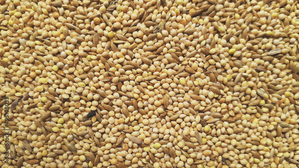 Top view of natural dry seeds macro flat screen close up texture background Top view of natural dry seeds macro flat screen close up texture background