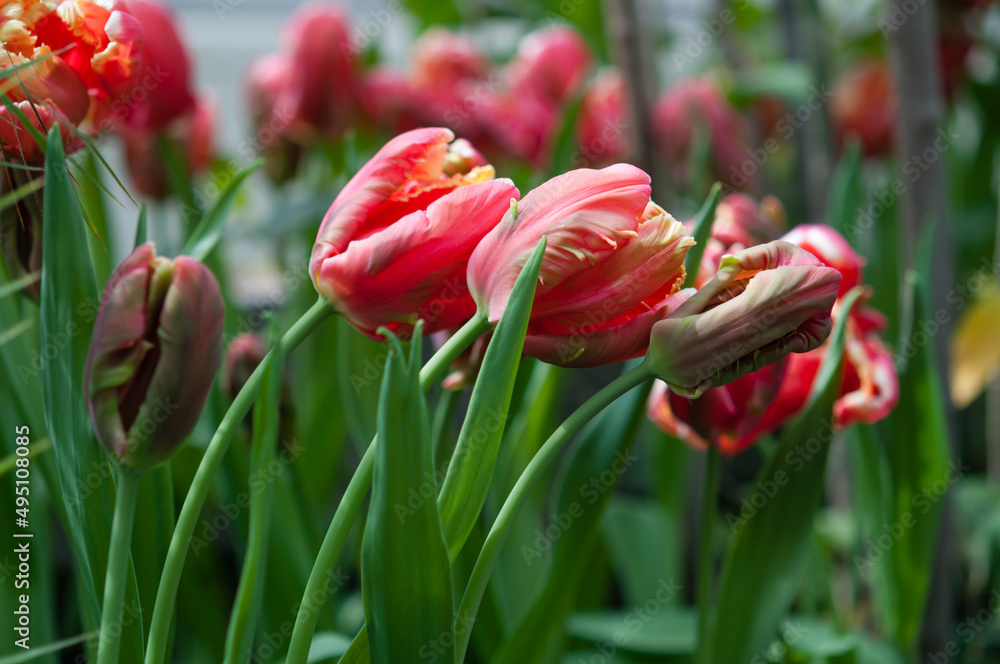 Naklejka premium parrot tulip not fully open