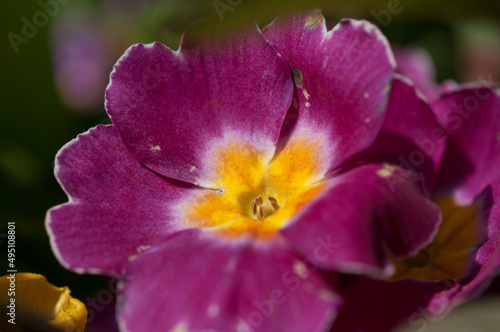 purple and yellow primula blossom up close