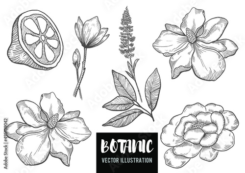 Vector botanical illustration in vintage, linear style. Wildflower, lemon, rose. 