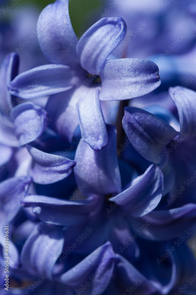 blue purple Hyacinth blossoms