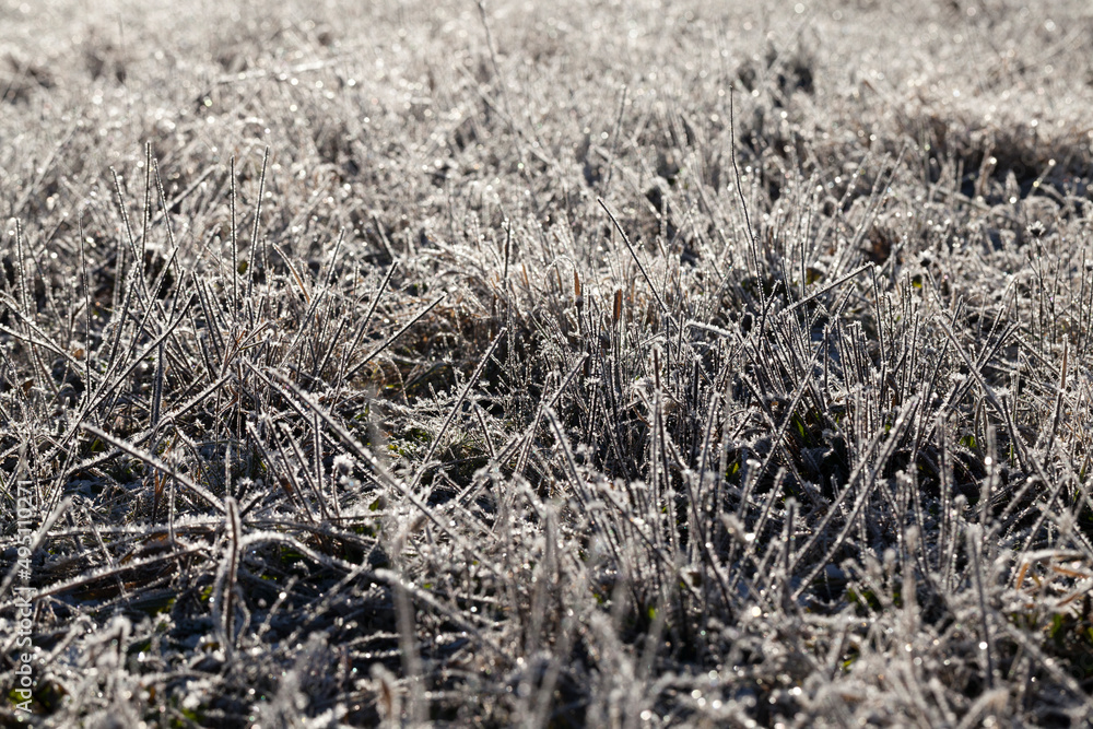 grass covered with ice and frost in the winter season grass covered with ice and frost in the winter season