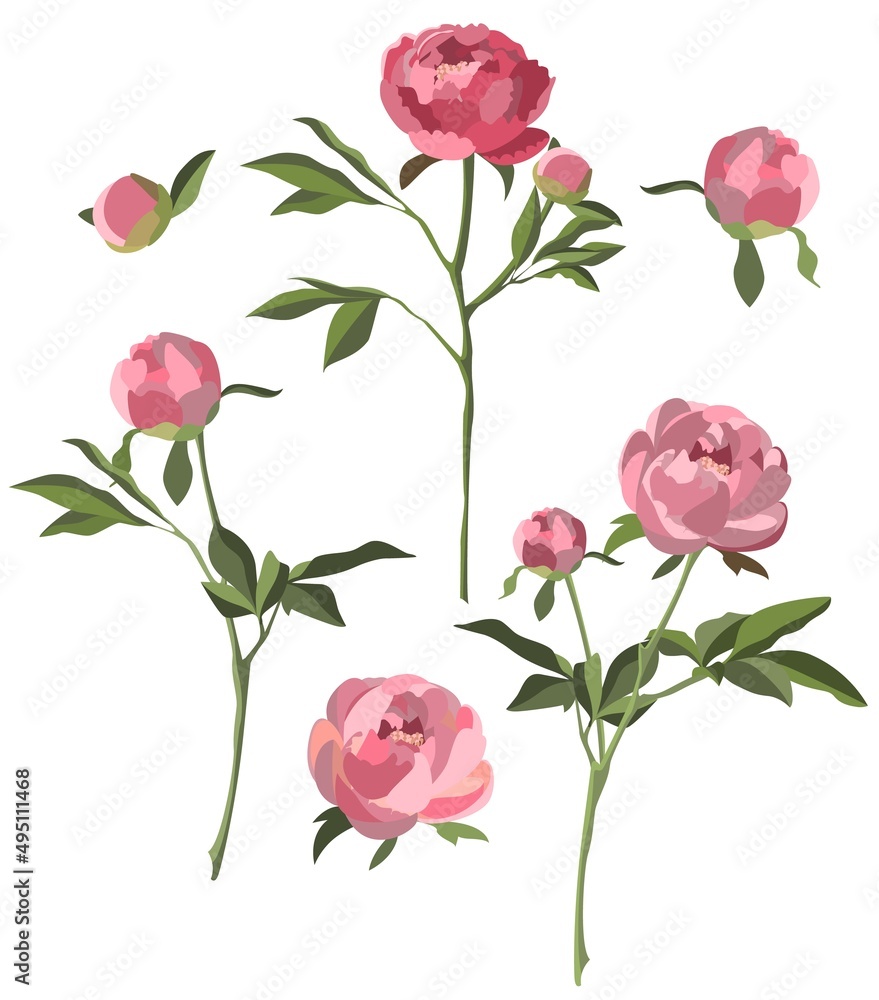 Pink peonies isolated on white background. Vector set with flowers, buds and leaves