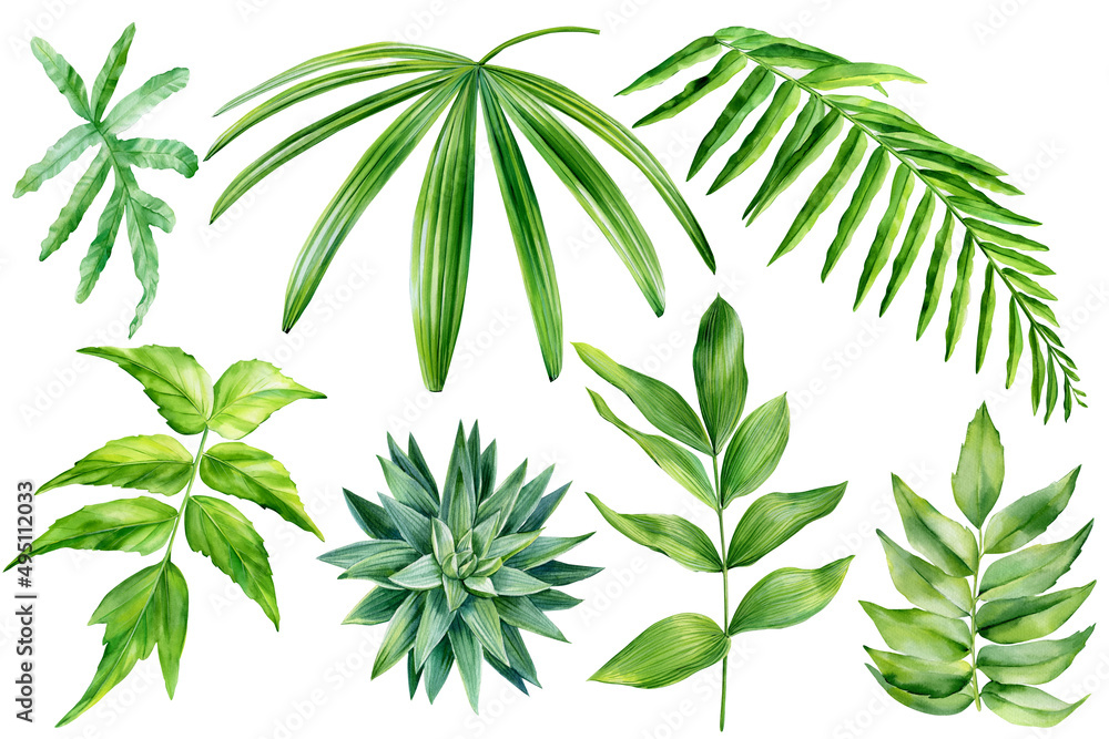 Set of tropical plants, succulent, palm leaves on white background, watercolor botanical illustration, design elements.