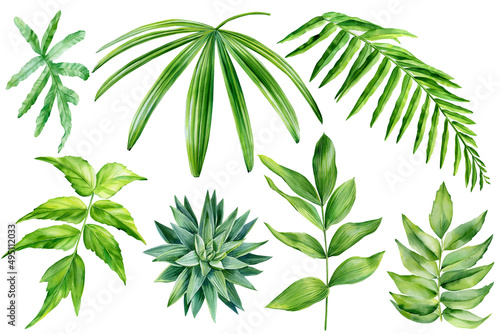 Set of tropical plants, succulent, palm leaves on white background, watercolor botanical illustration, design elements.