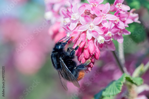 close-up macro Bombus lapidarius, known as red tailed bumblebee, collecting nectar from the flowers of a red flowering currant tree