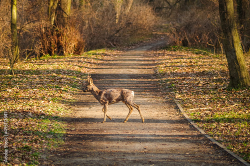 Fototapeta Naklejka Na Ścianę i Meble -  koziołek samiec sarny w parku miejskim w Opolu wczesną wiosną