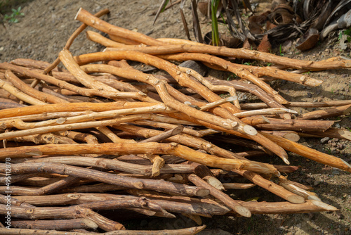 Raw materials for making cinnamon in Sri Lanka