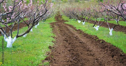 Blossoming peach tree branches. Spring peach garden. 4k.