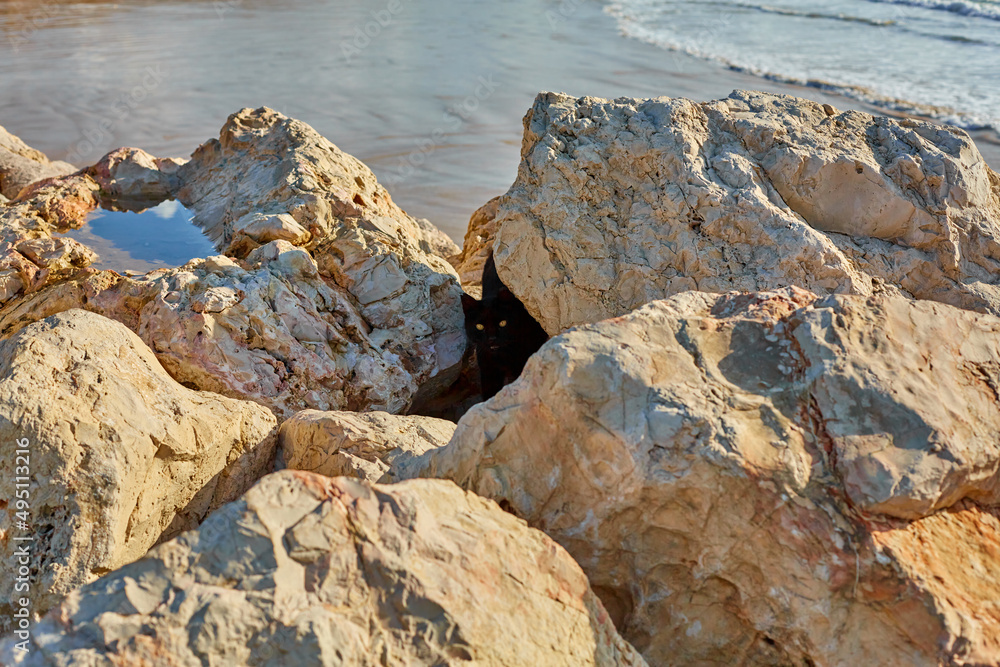 A black cat hunts for crabs among the stones on the seashore