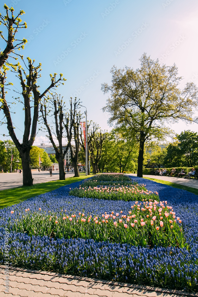 Muscari and tulip flowers in a public park. Riga, Latvia. 