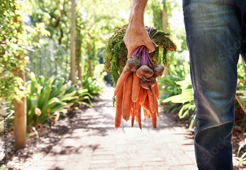 VItamin A Essential to great health. A mature person walking along a garden path holding carrots and beetroots.