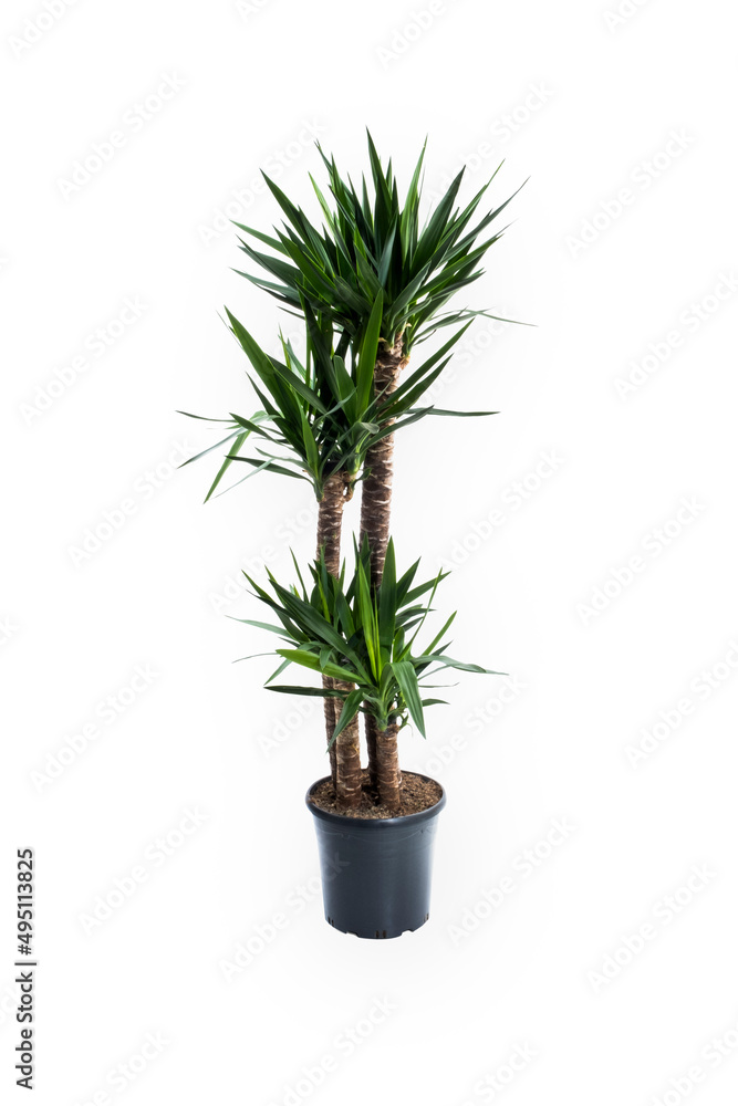 Yucca Cane plant close-up in a pot on a white background. Yucca transplant at home. Yucca Cane plant close-up in a pot on a white background. Yucca transplant at home.