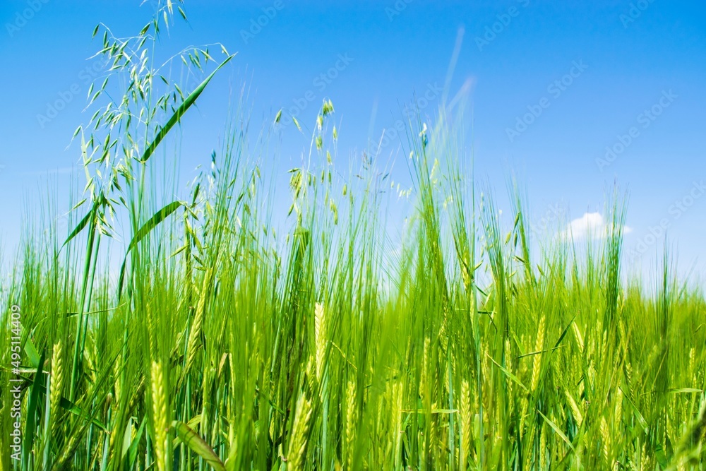 Sunlit green rye close-up sprouts in field on blue sky background. Concept of agriculture, productivity.