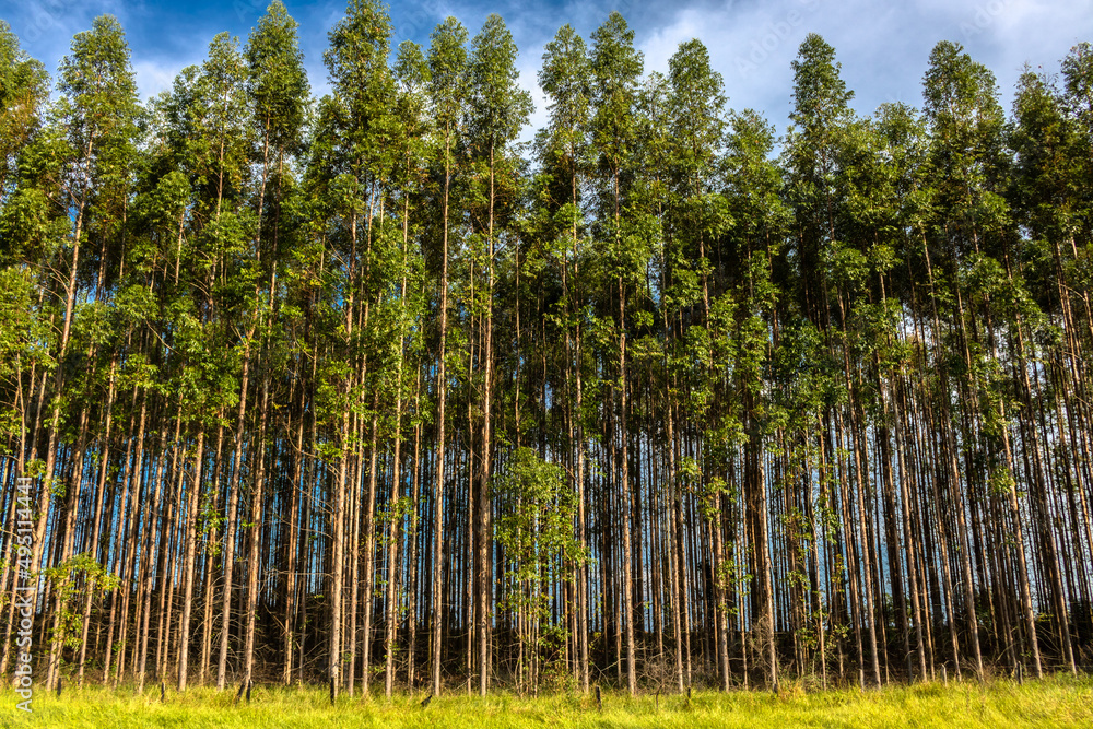 Forest planted with eucalyptus on a farm in the State of São Paulo, Brazil Forest planted with eucalyptus on a farm in the State of São Paulo, Brazil