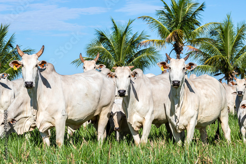 Fototapeta Herd of Nelore cattle grazing in a pasture on the brazilian ranch
