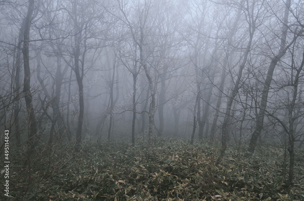 Fototapeta premium fog in the forest