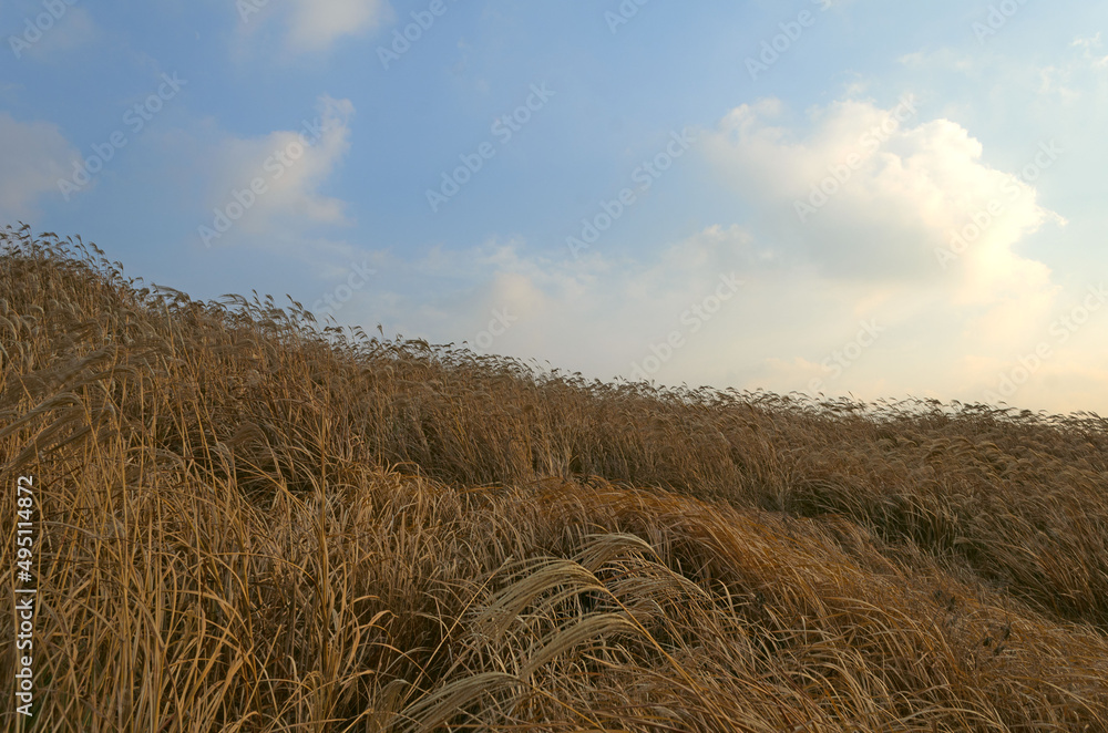 Fototapeta premium field of wheat