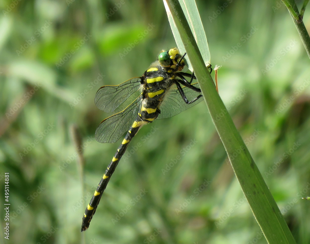 Dragonfly of black and yellow color on a stem. It is commonly called tiger dragonfly Dragonfly of black and yellow color on a stem. It is commonly called tiger dragonfly