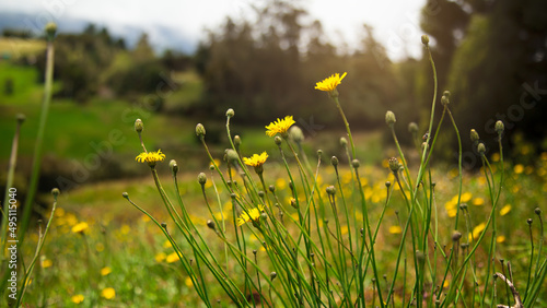 Fototapeta Naklejka Na Ścianę i Meble -  escorzoneroides, yellow flower in the Colombian fields