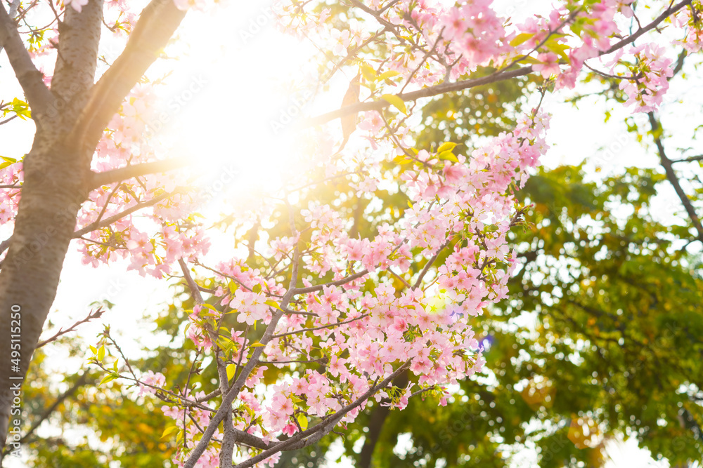Fototapeta premium blooming cherry blossom in a sunny morning at horizontal composition