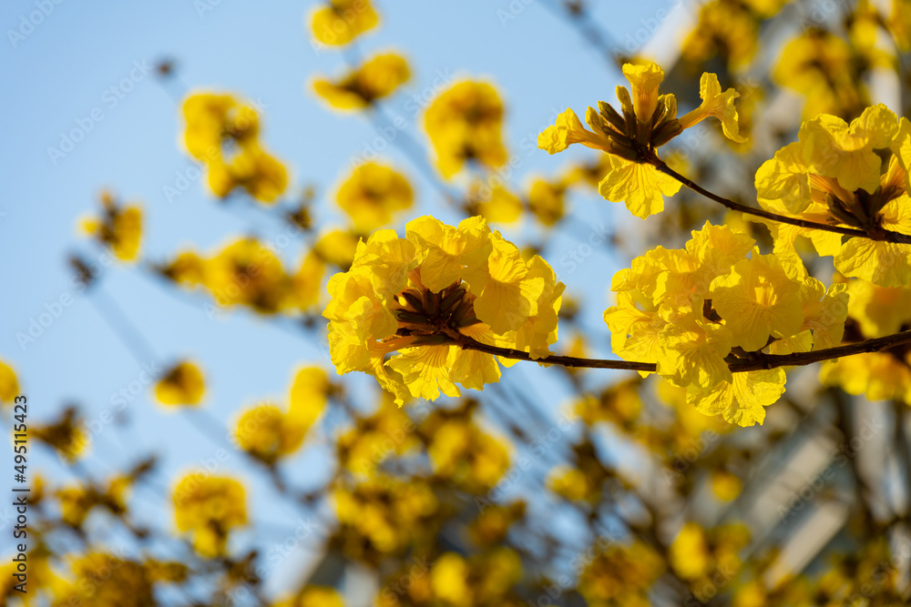 blooming Guayacan or Handroanthus chrysanthus or Golden Bell Tree under blue sky blooming Guayacan or Handroanthus chrysanthus or Golden Bell Tree under blue sky