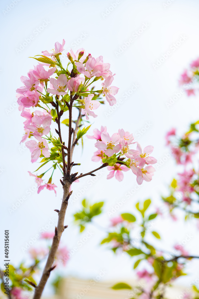 blooming cherry blossom in the morning at vertical composition