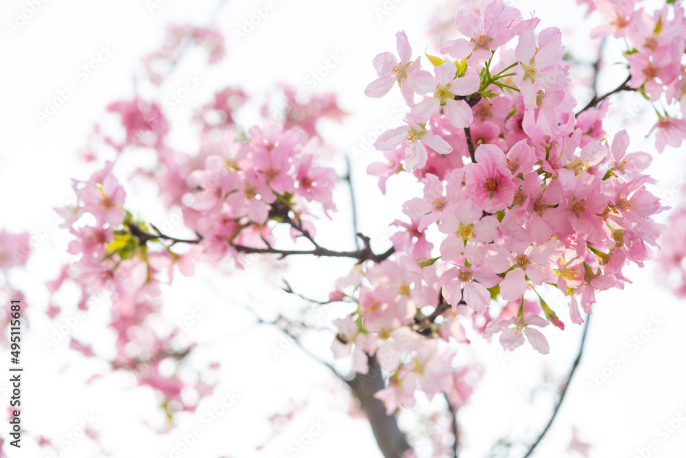 blooming cherry blossom in the morning at horizontal composition blooming cherry blossom in the morning at horizontal composition