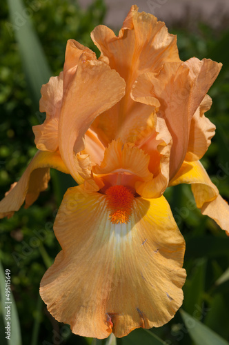 iris blossom