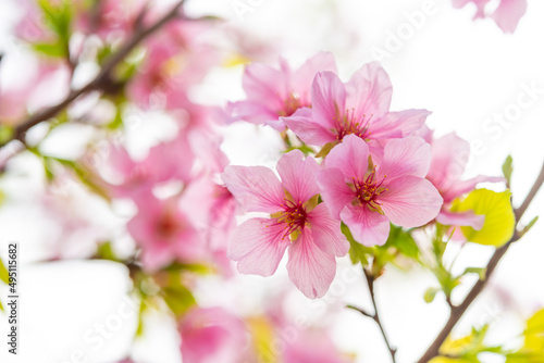 blooming cherry blossom in the morning at horizontal composition