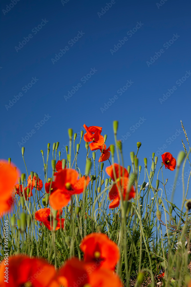 Obraz premium a red poppy flower in the spring season
