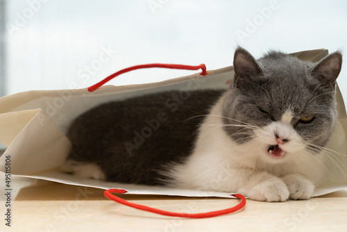 a britishshort hair cat in a shopping bag with an angry face photo