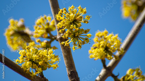 yellow flowers on blue sky