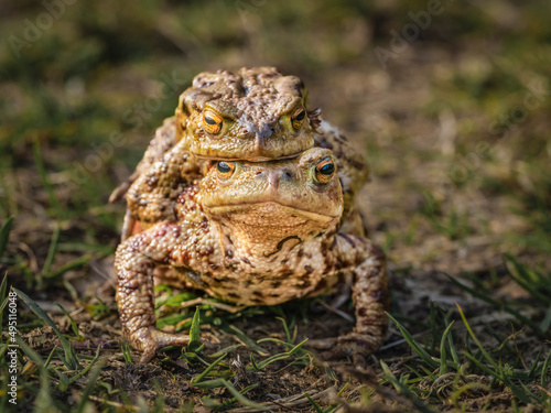 Two Ugly Common Toads Mating in a Green Field Close Up