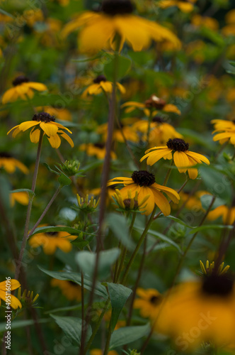 low key rudbeckia flowers growing in a garden