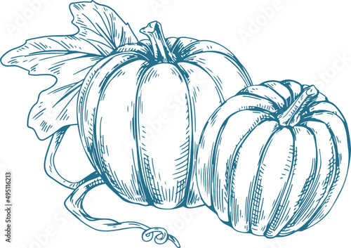 Pumpkins Monochrome Hand Drawn Illustration