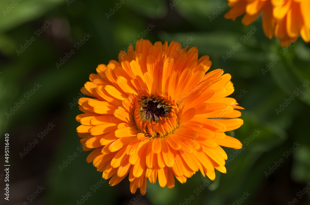 orange flower in the garden orange flower in the garden