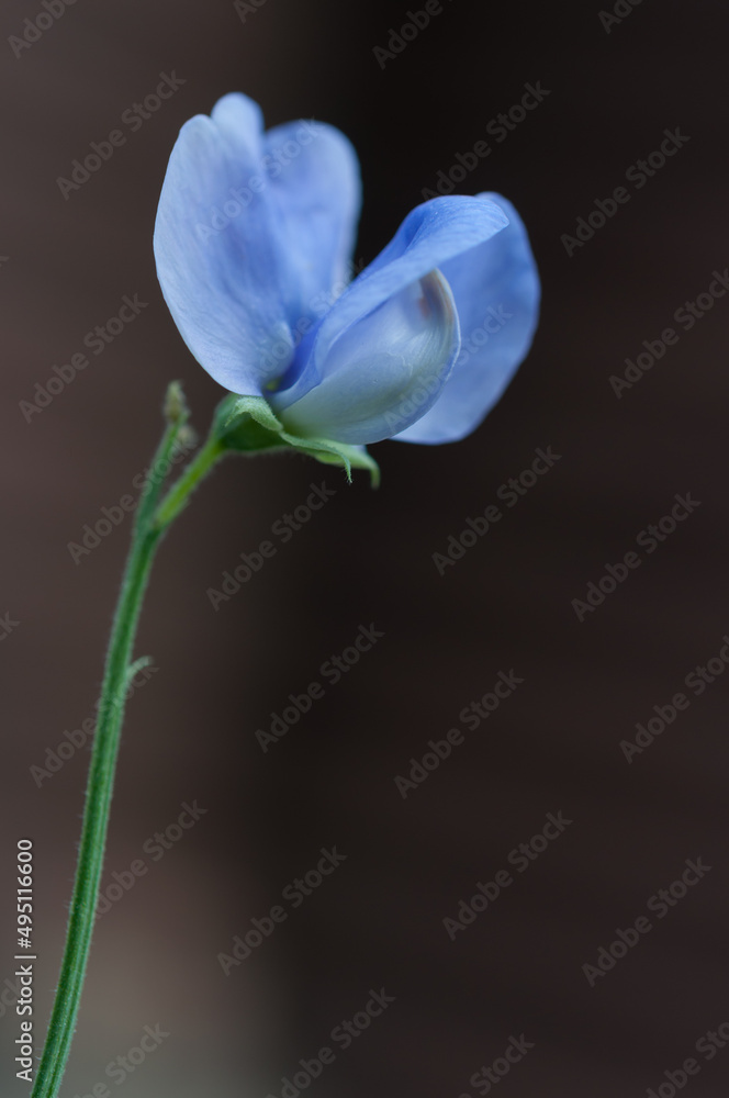 Fototapeta premium blue Lathyrus odoratus or sweet pea isolated on a neutral background