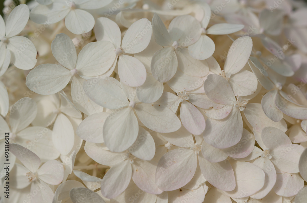 background with petals background with petals