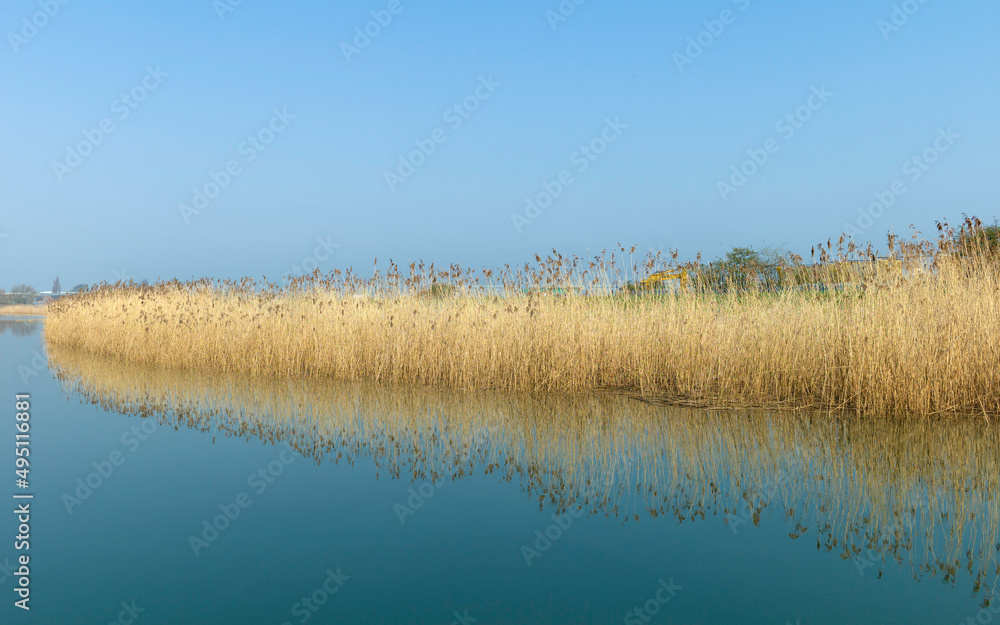 View along river Hull with tall yellow reeds running along riverbank. Beverley, UK.