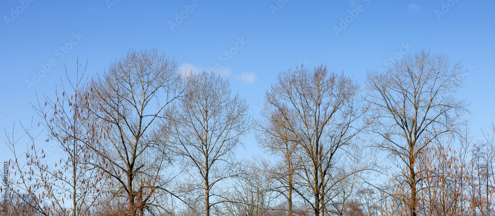 Trees without leafs in a city park during a sunny winter day. Nature Background. Tynehead Park, Surrey, Vancouver, British Columbia, Canada. Trees without leafs in a city park during a sunny winter day. Nature Background. Tynehead Park, Surrey, Vancouver, British Columbia, Canada.