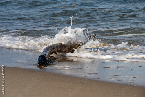 Brandung, Treibgut mit brechender Welle photo